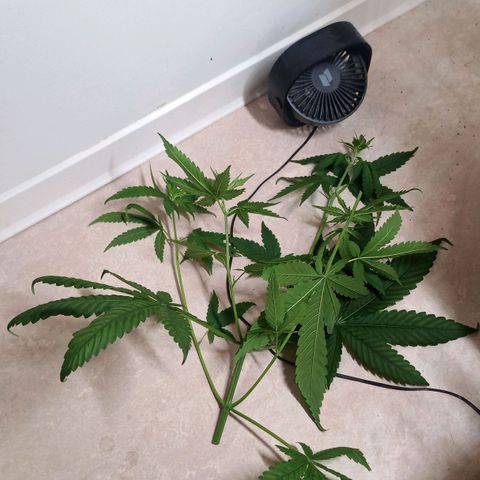 Royal Bluematic  growlog photo: männliche Pflanze wurde getoppt um Bestäubung zu verhindern, muss wahrscheinlich geerntet werden.