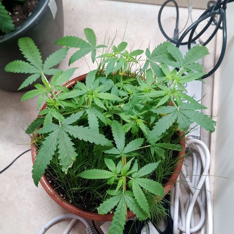Unknown Mist #1 growlog timeline photo