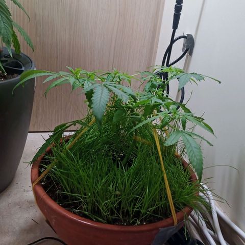 Unknown Mist #1 growlog timeline photo
