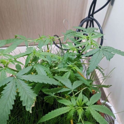 Unknown Mist #1 growlog timeline photo
