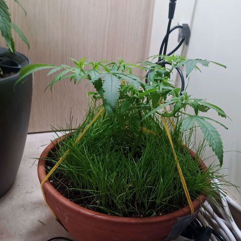 Unknown Mist #1 growlog photo: entlaubt