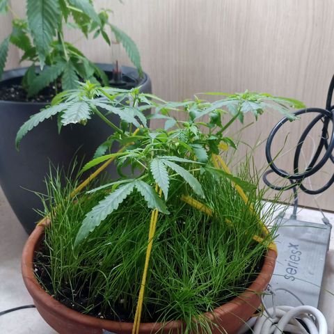 Unknown Mist #1 growlog photo: entlaubt