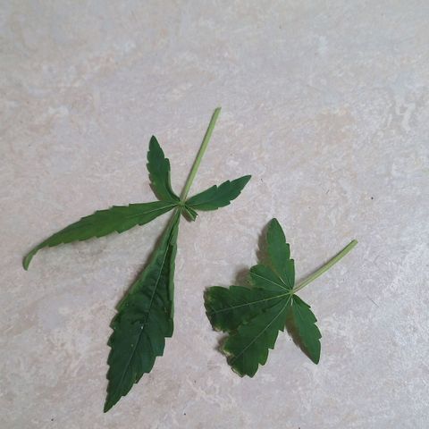 Unknown Mist #1 growlog photo: entlaubt
