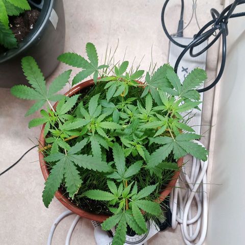Unknown Mist #1 growlog photo: entlaubt