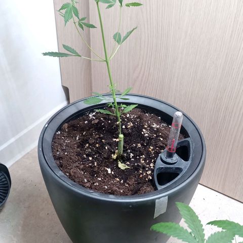 Royal Bluematic  growlog timeline photo