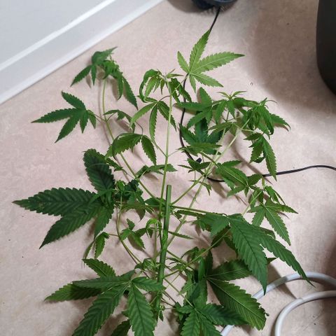 Royal Bluematic  growlog timeline photo
