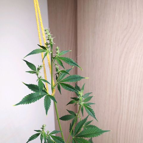 Royal Bluematic  growlog photo: unsere männliche Pflanze hatte die weibliche Pflanze stabilisiert, wäre aus diesem Grunde sinnvoll gewesen, die männliche Pflanze zu lassen, nun wird unsere weibliche Pflanze mit Hilfe einer Schnurr stabilisiert.