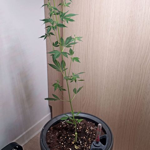 Royal Bluematic  growlog photo: unsere männliche Pflanze hatte die weibliche Pflanze stabilisiert, wäre aus diesem Grunde sinnvoll gewesen, die männliche Pflanze zu lassen, nun wird unsere weibliche Pflanze mit Hilfe einer Schnurr stabilisiert.