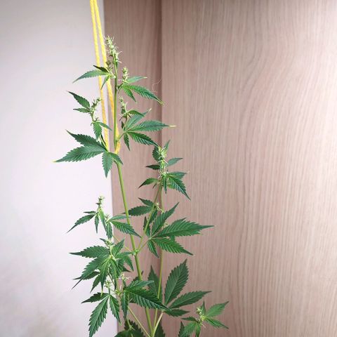 Royal Bluematic  growlog photo: unsere männliche Pflanze hatte die weibliche Pflanze stabilisiert, wäre aus diesem Grunde sinnvoll gewesen, die männliche Pflanze zu lassen, nun wird unsere weibliche Pflanze mit Hilfe einer Schnurr stabilisiert.