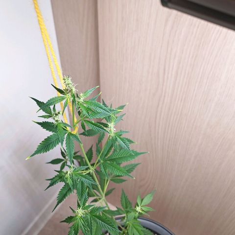 Royal Bluematic  growlog photo: unsere männliche Pflanze hatte die weibliche Pflanze stabilisiert, wäre aus diesem Grunde sinnvoll gewesen, die männliche Pflanze zu lassen, nun wird unsere weibliche Pflanze mit Hilfe einer Schnurr stabilisiert.