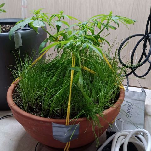 Unknown Mist #1 growlog timeline photo