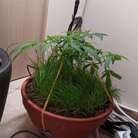 Unknown Mist #1 growlog timeline photo