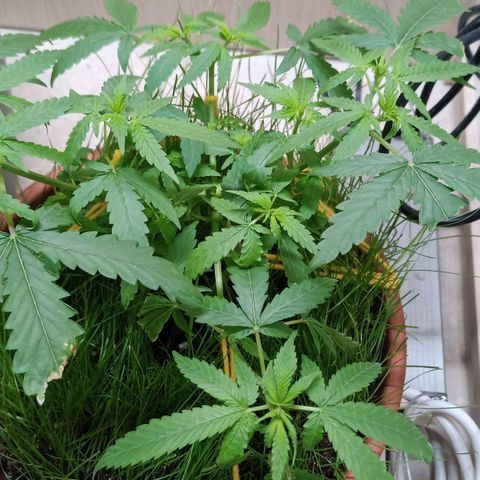 Unknown Mist #1 growlog timeline photo