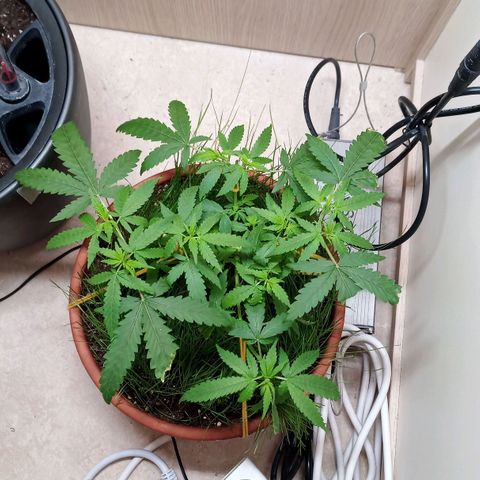 Unknown Mist #1 growlog timeline photo