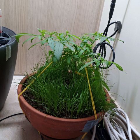 Unknown Mist #1 growlog timeline photo