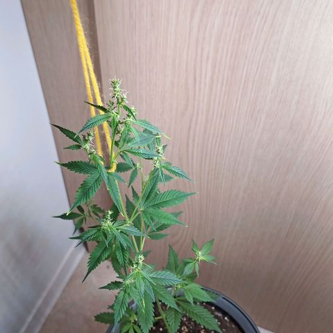 Royal Bluematic  growlog timeline photo