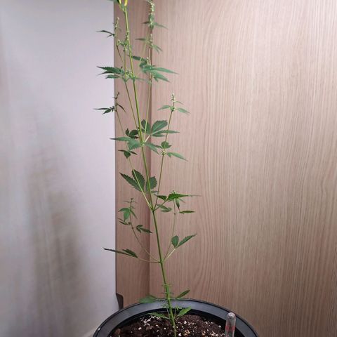 Royal Bluematic  growlog timeline photo