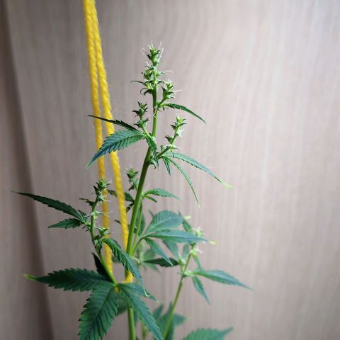 Royal Bluematic  growlog timeline photo