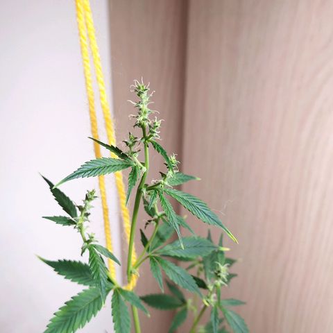 Royal Bluematic  growlog timeline photo