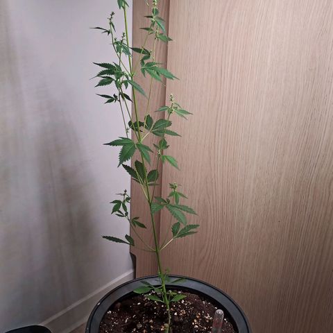 Royal Bluematic  growlog timeline photo