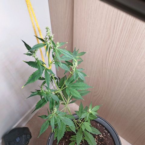 Royal Bluematic  growlog timeline photo
