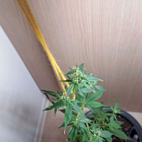 Royal Bluematic  growlog timeline photo