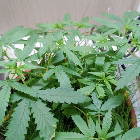 Unknown Mist #1 growlog timeline photo