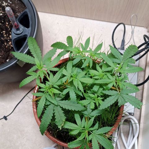 Unknown Mist #1 growlog timeline photo