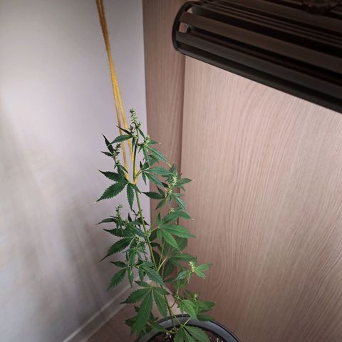Royal Bluematic  growlog timeline photo