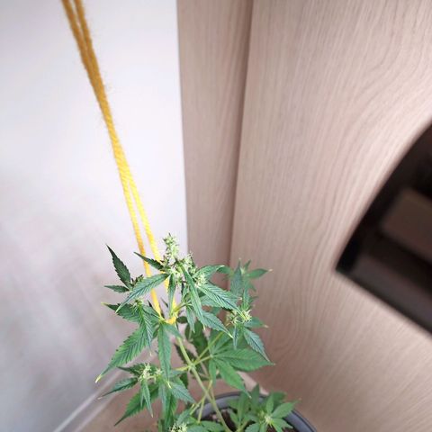 Royal Bluematic  growlog timeline photo