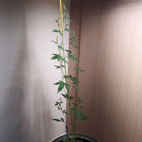 Royal Bluematic  growlog timeline photo