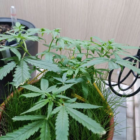 Unknown Mist #1 growlog timeline photo