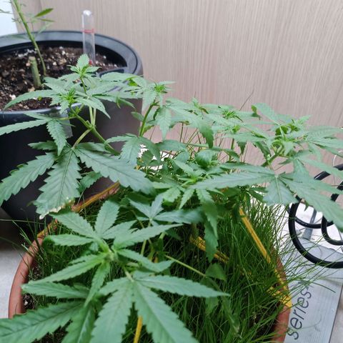 Unknown Mist #1 growlog timeline photo