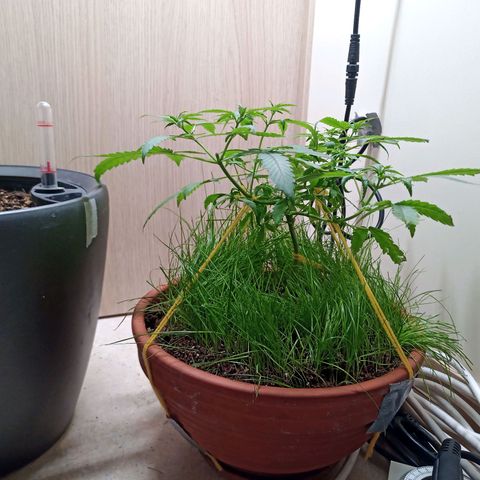 Unknown Mist #1 growlog timeline photo