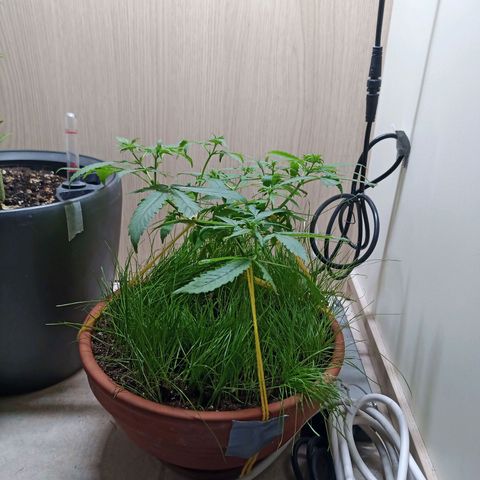 Unknown Mist #1 growlog timeline photo