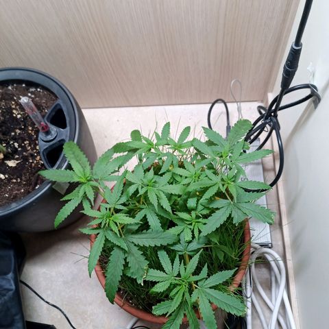 Unknown Mist #1 growlog timeline photo