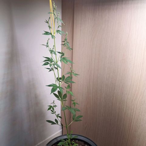Royal Bluematic  growlog timeline photo
