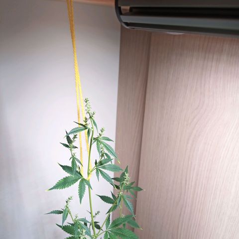 Royal Bluematic  growlog timeline photo