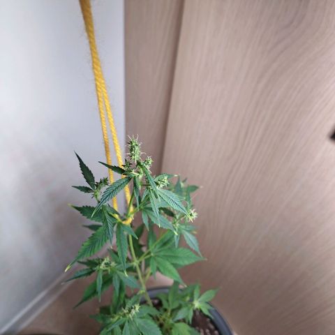 Royal Bluematic  growlog timeline photo