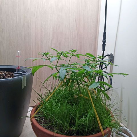 Unknown Mist #1 growlog timeline photo