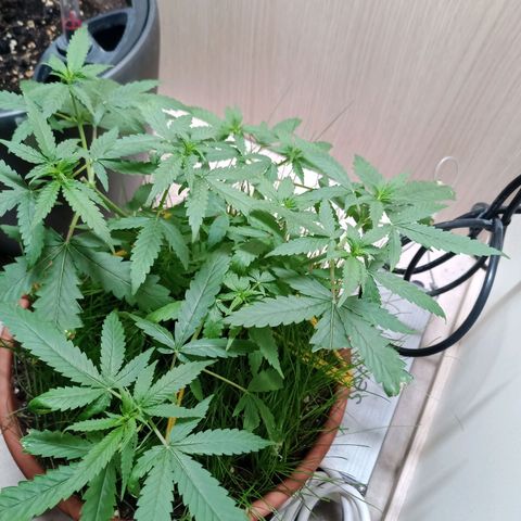 Unknown Mist #1 growlog timeline photo