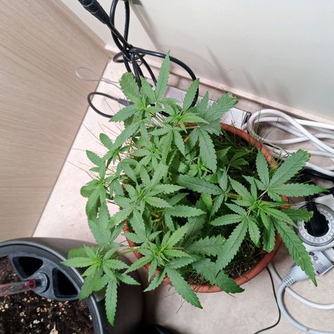 Unknown Mist #1 growlog timeline photo