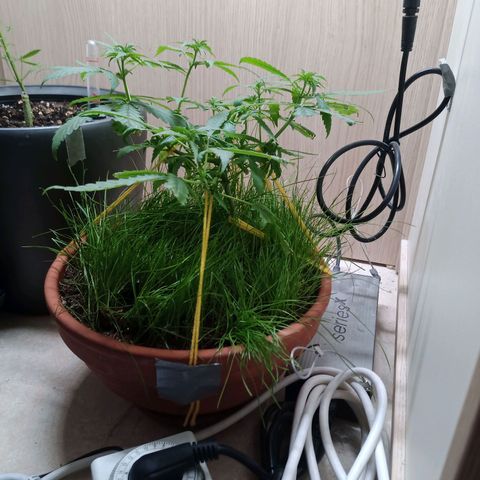 Unknown Mist #1 growlog timeline photo