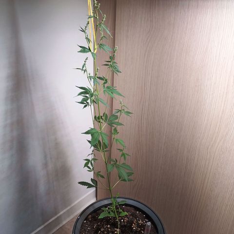 Royal Bluematic  growlog timeline photo