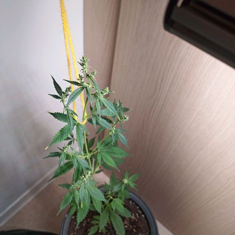 Royal Bluematic  growlog timeline photo