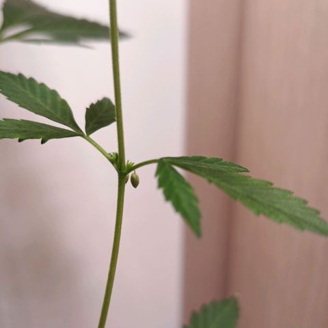 Royal Bluematic  growlog photo: gezwitterte Pflanze