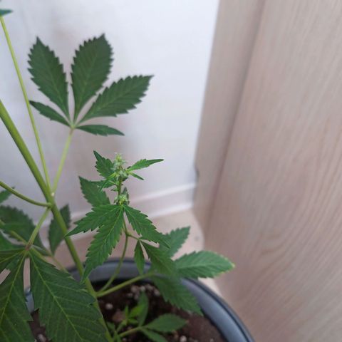 Royal Bluematic  growlog photo: gezwitterte Pflanze