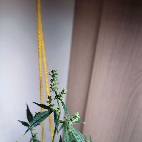 Royal Bluematic  growlog timeline photo