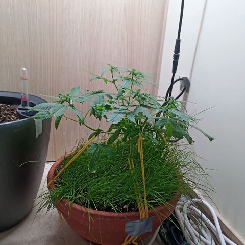 Unknown Mist #1 growlog timeline photo