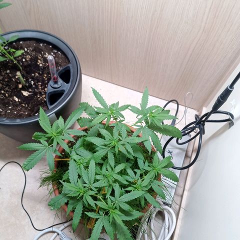 Unknown Mist #1 growlog timeline photo